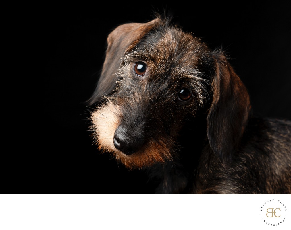 Long Haired Dapple Dachshund Portrait