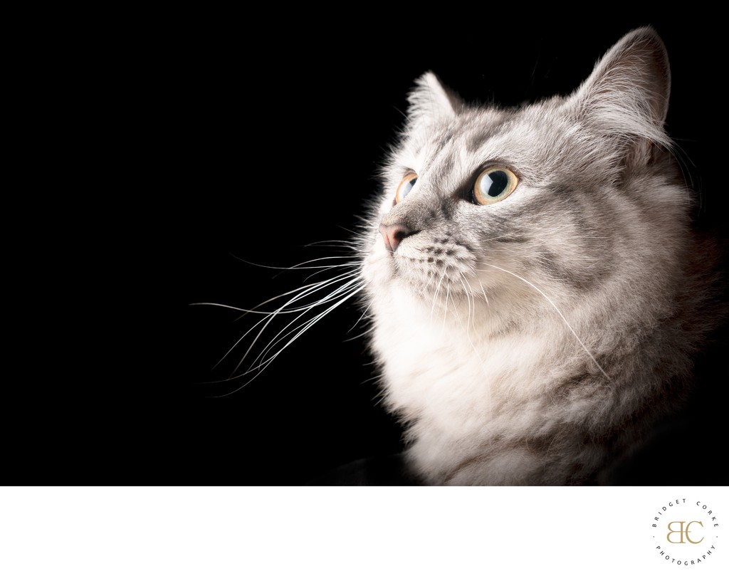 Maine Coon Cat Portrait Against Black Background