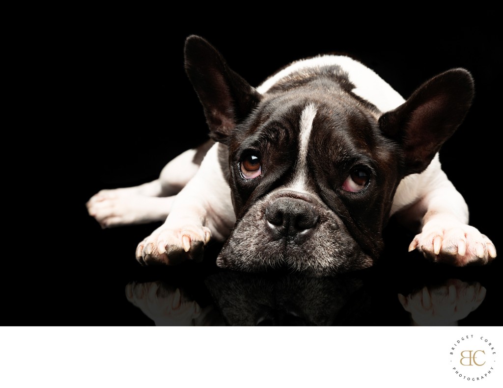 Boston Terrier Lying On Black Surface