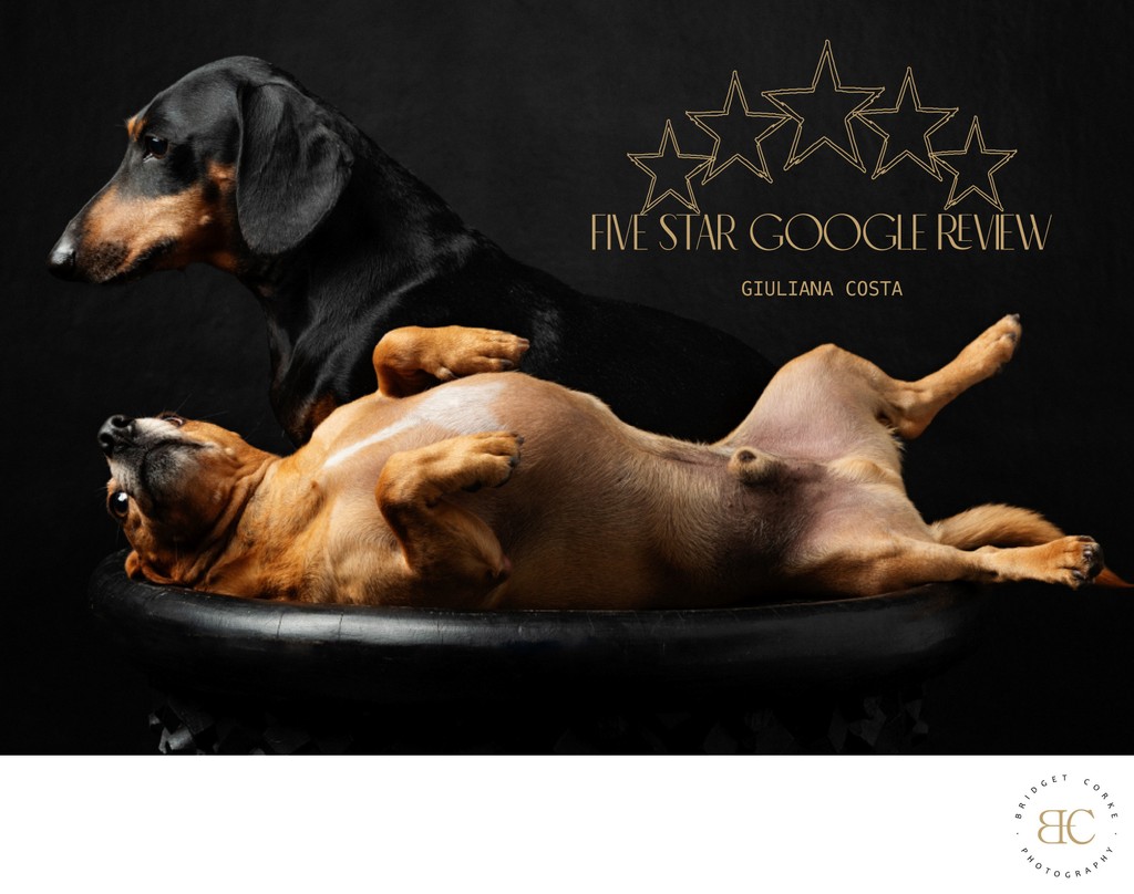 Recommended Dog Photographer Client Review