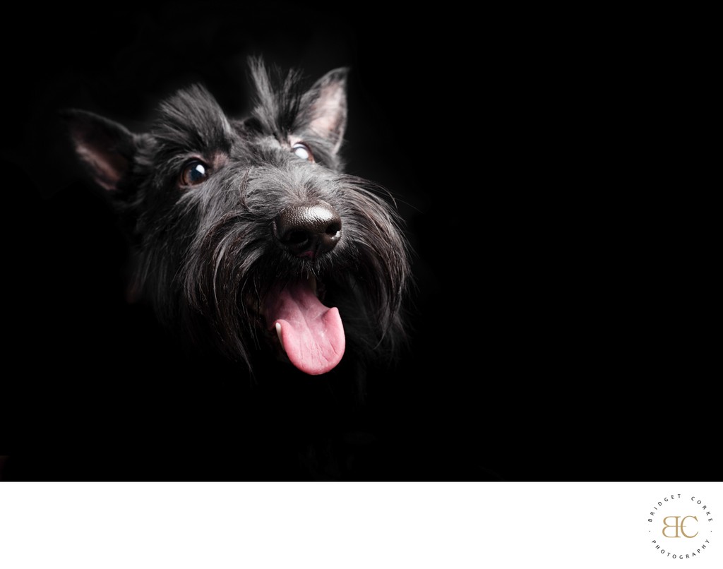 Scottish Terrier Dog With Tongue Sticking Out