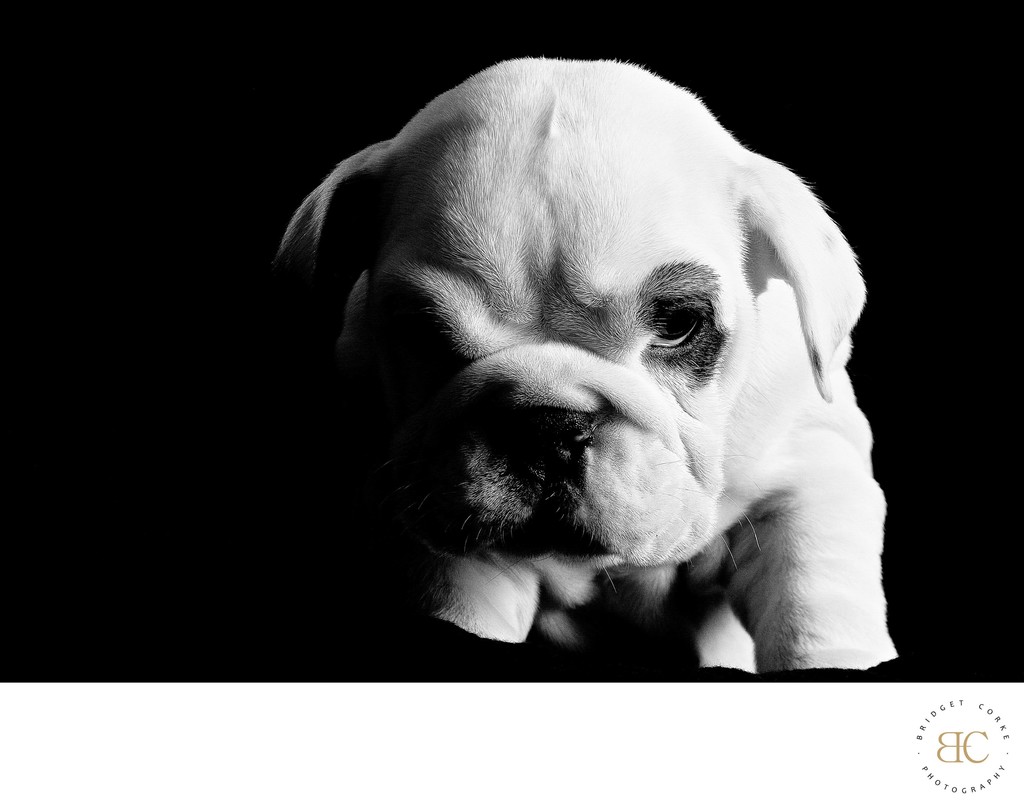 Adorable Bulldog Puppy Dramatic Black-and-White Photo