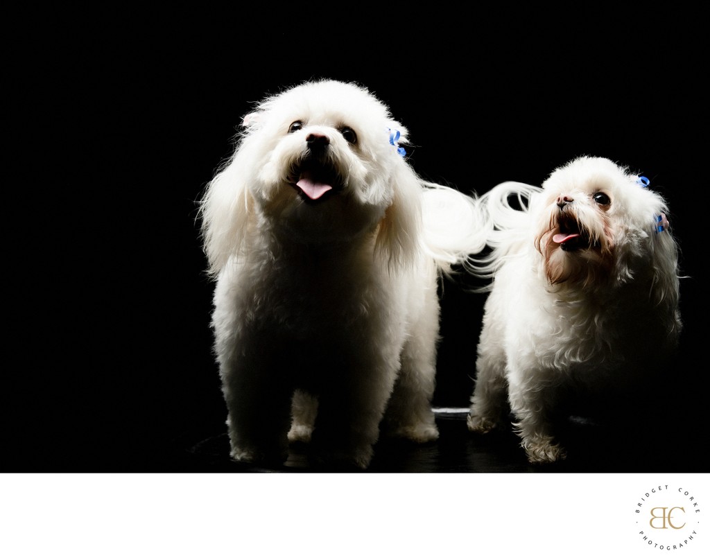 Adorable Maltese Dogs by Johannesburg Dog Photographer