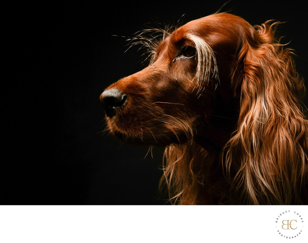 Majestic Profile of an Irish Setter