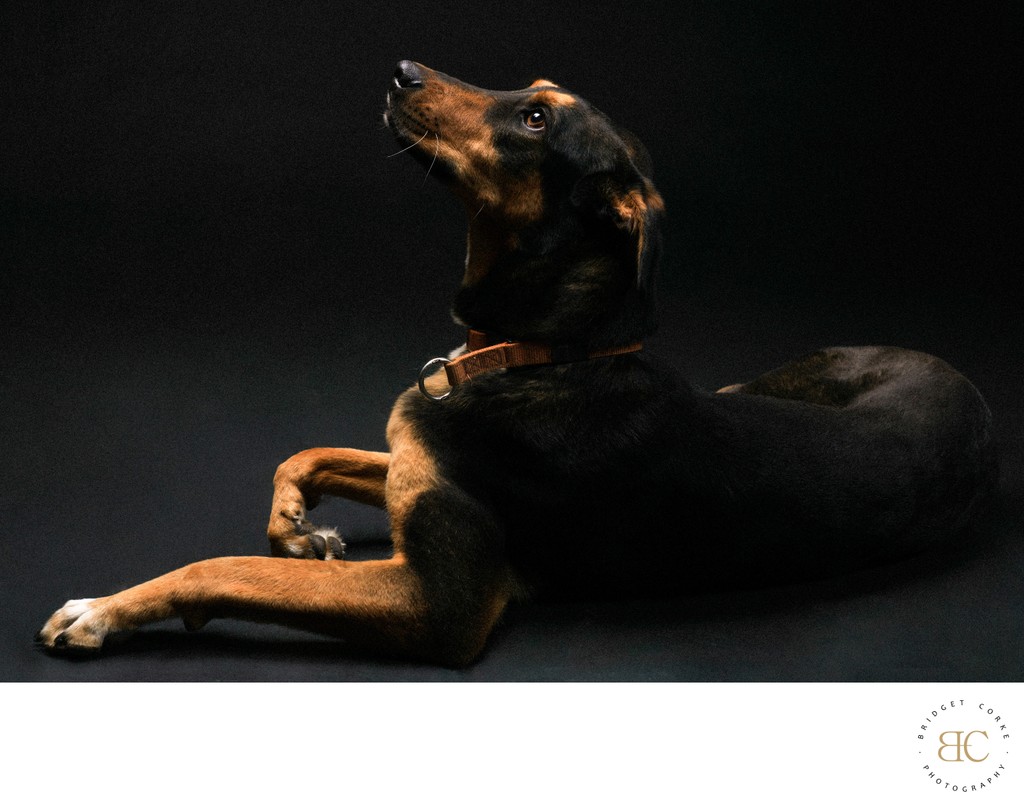 Regal Portrait of a Black-and-Tan Dog