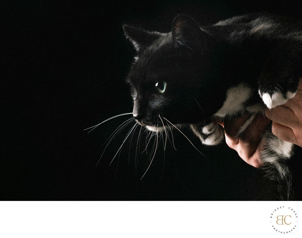 Striking Portrait of a Black-and-White Cat