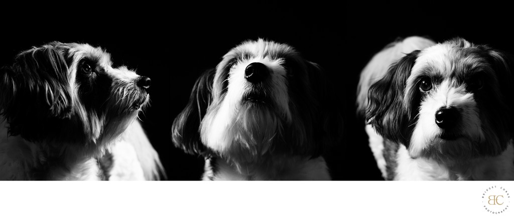 Black-and-White Triple Dog Portrait