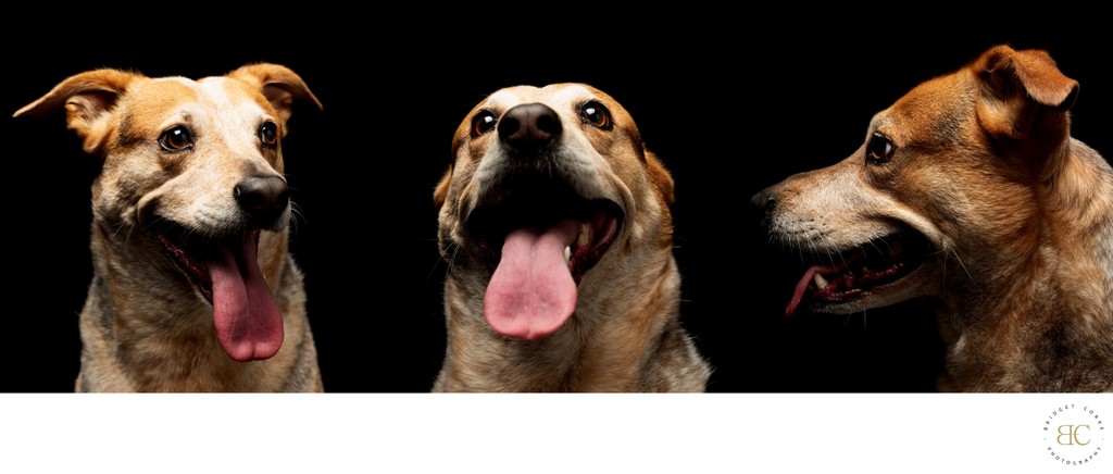 Playful Triple Portrait of a Dog