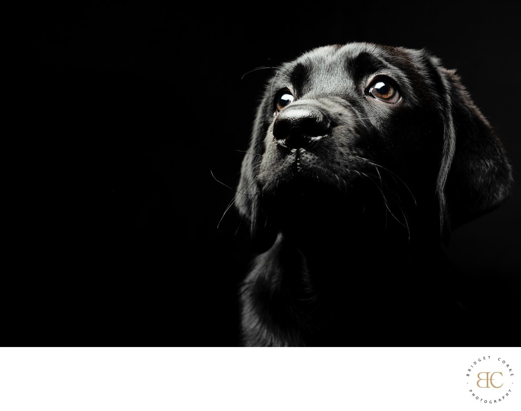 Dramatic Portrait of a Black Labrador Puppy