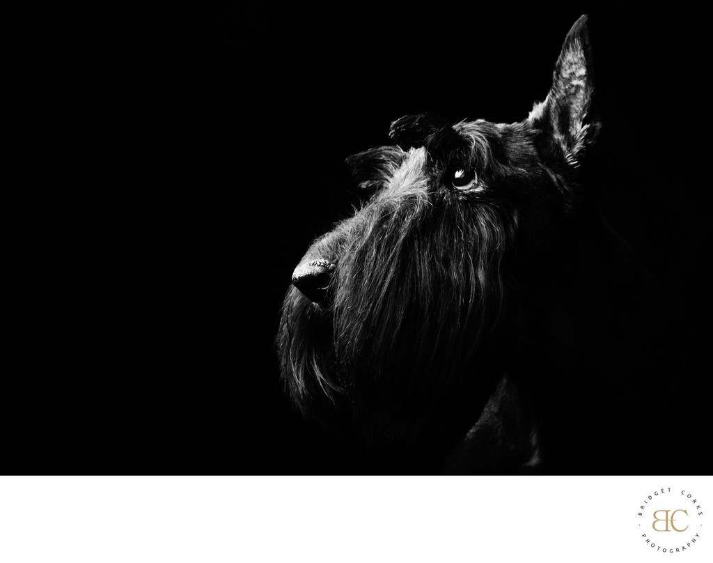 Artistic Black-and-White Portrait of a Scottish Terrier