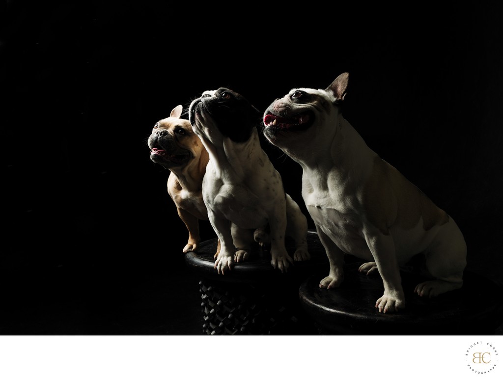 Dramatic Portrait of Three French Bulldogs