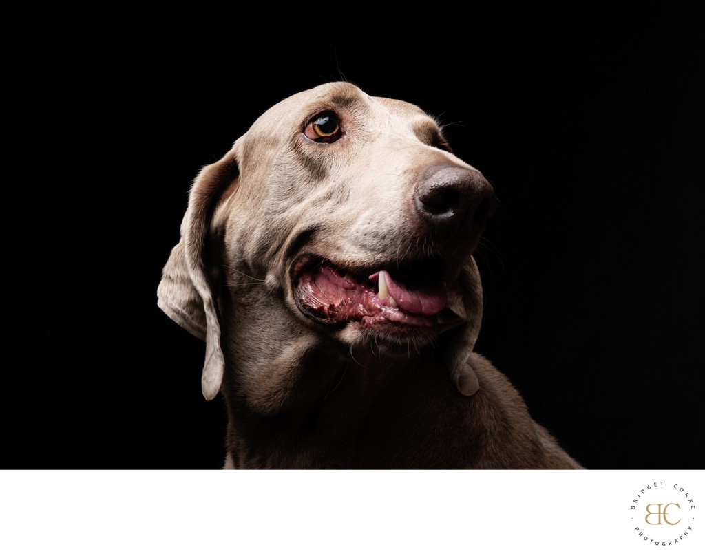 Elegant Portrait of a Weimaraner