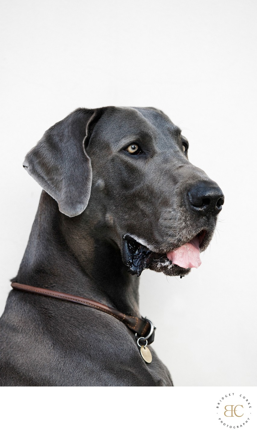 Great Dane Portrait