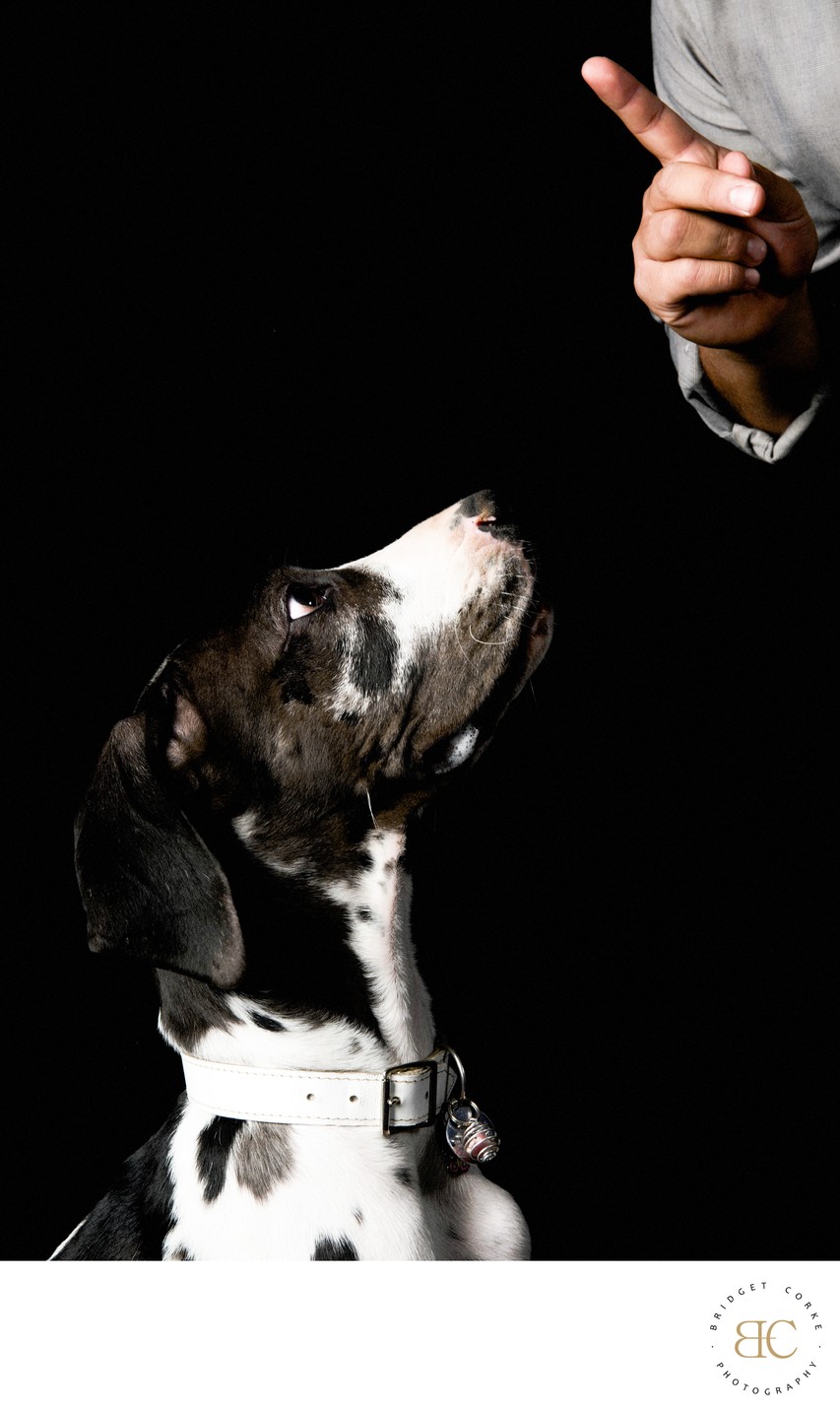 Great Dane Looking Up