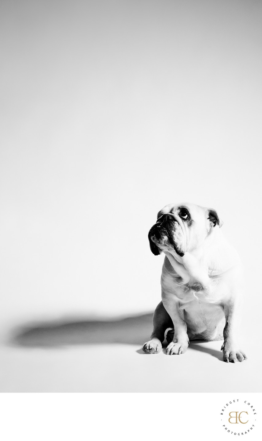 Old Bulldog Against White Background