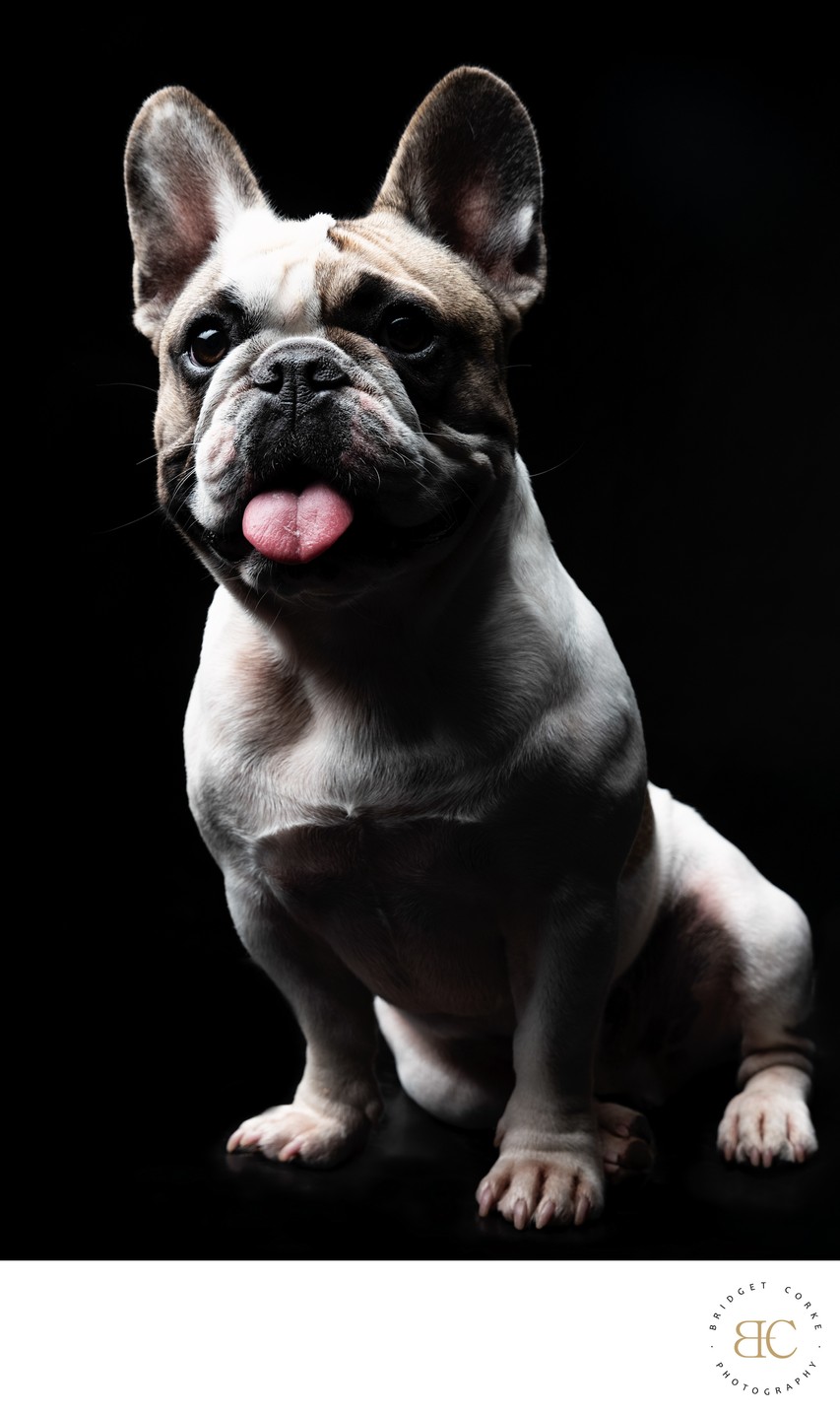 Pied French Bulldog Looking Ahead