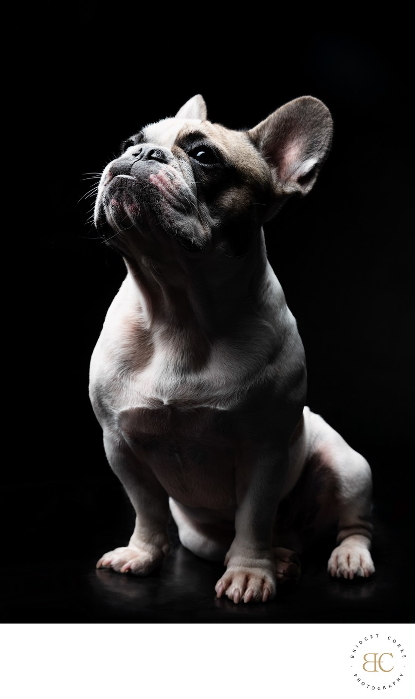 Pied French Bulldog Seated