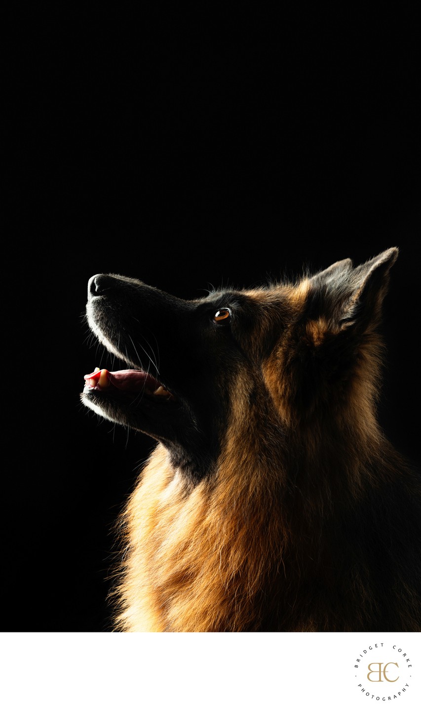 German Shepard Profile Against Black Background