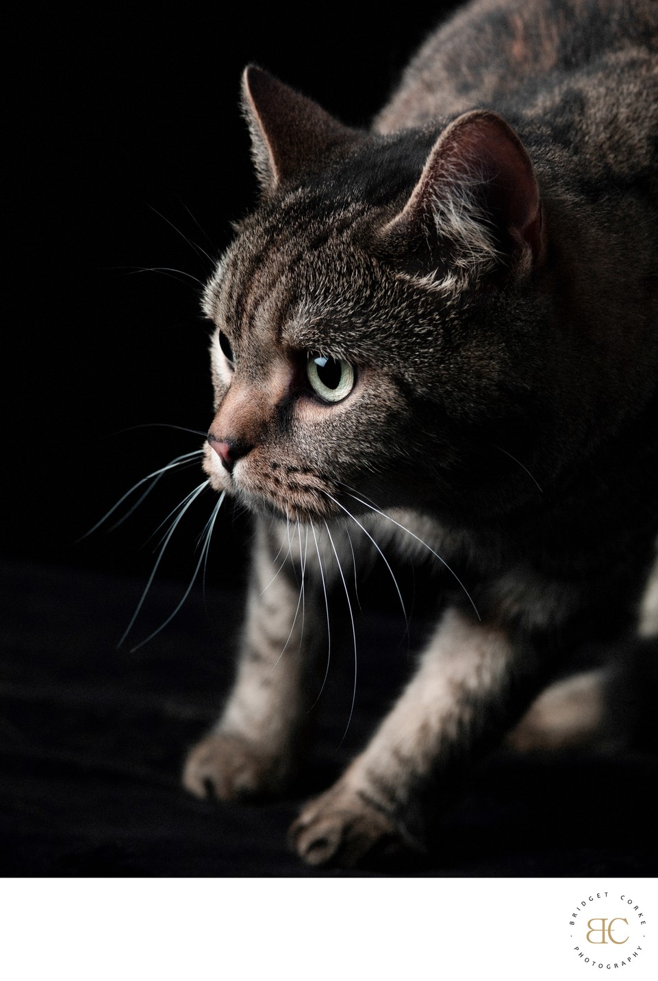 Short Haired Cat Portrait Johannesburg Pet Photographer