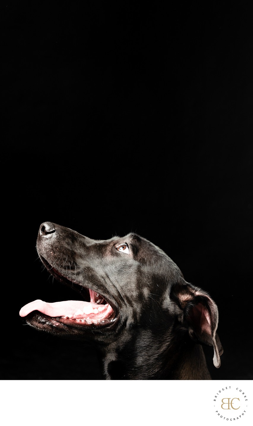 Striking Profile of a Black Dog