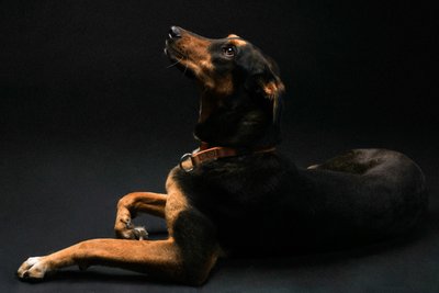 Black Gold Dog Portrait