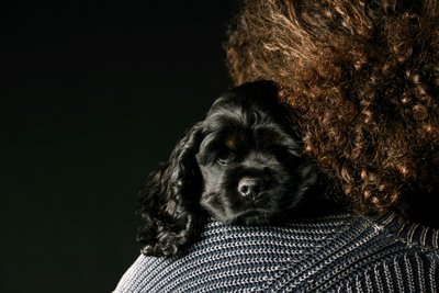 American King Charles Puppy