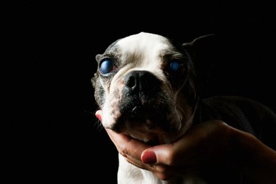 Boston Terrier Closeup