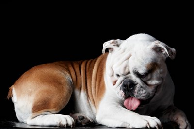 White Red Bulldog