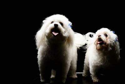 Two Malteses Poodles