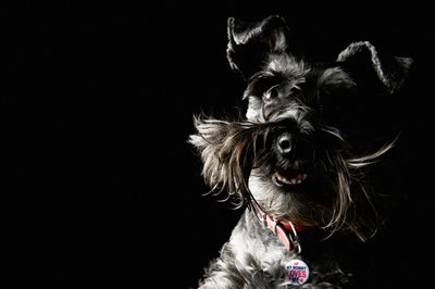 Schnauzer Smiling