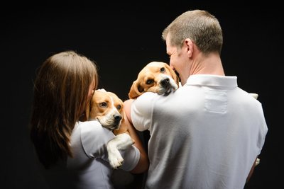 Beagle Dogs With Man & Woman