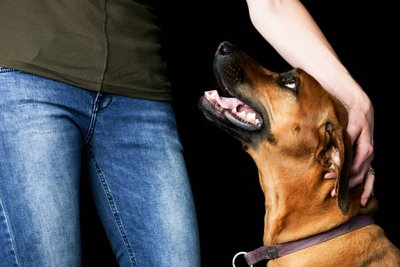 Rhodesian Ridgeback Looking At Woman