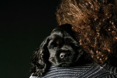 American King Charles Puppy