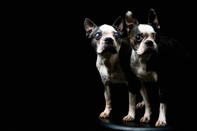 Boston Terriers Standing