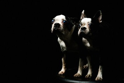 Boston Terriers Looking Outward