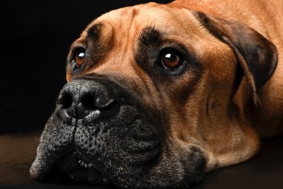 Old Bullmastiff Close Up