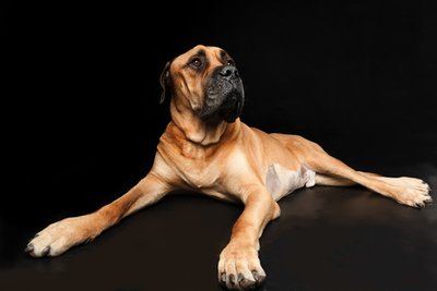 Bullmastiff Dog Lying Down