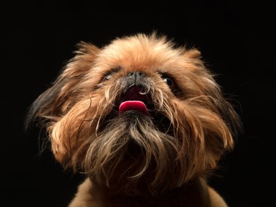 Yorkshire Terrier Looking Up