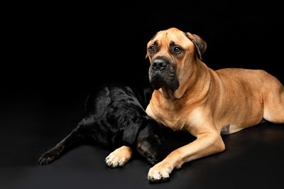 Bullmastiff Against Black Background