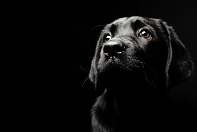 Black Labrador Puppy Portrait