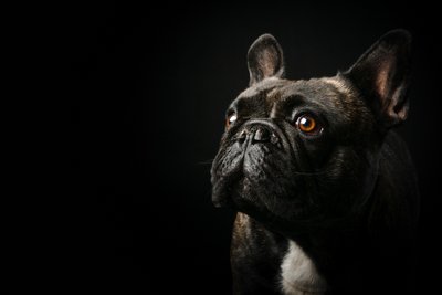 Black French Bulldog Against Black Background