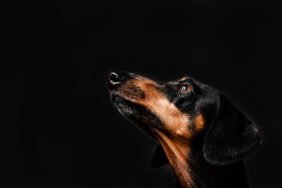 Black Dachshund Looking Up