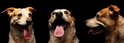 Three Dogs Blackbackground