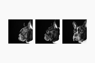 Three Portraits of French Bulldog