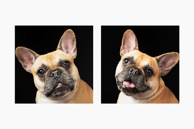 Funny Face Of Tan French Bulldog