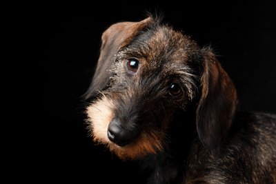 Long Haired Dapple Dachshund Portrait