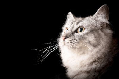 Maine Coon Cat Portrait Against Black Background