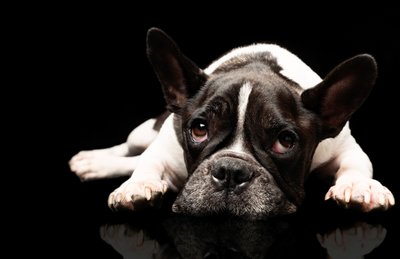 Boston Terrier Lying On Black Surface