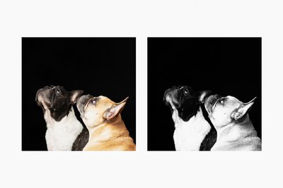 Black & Tan French Bulldogs Looking Up