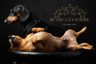 Recommended Dog Photographer Client Review